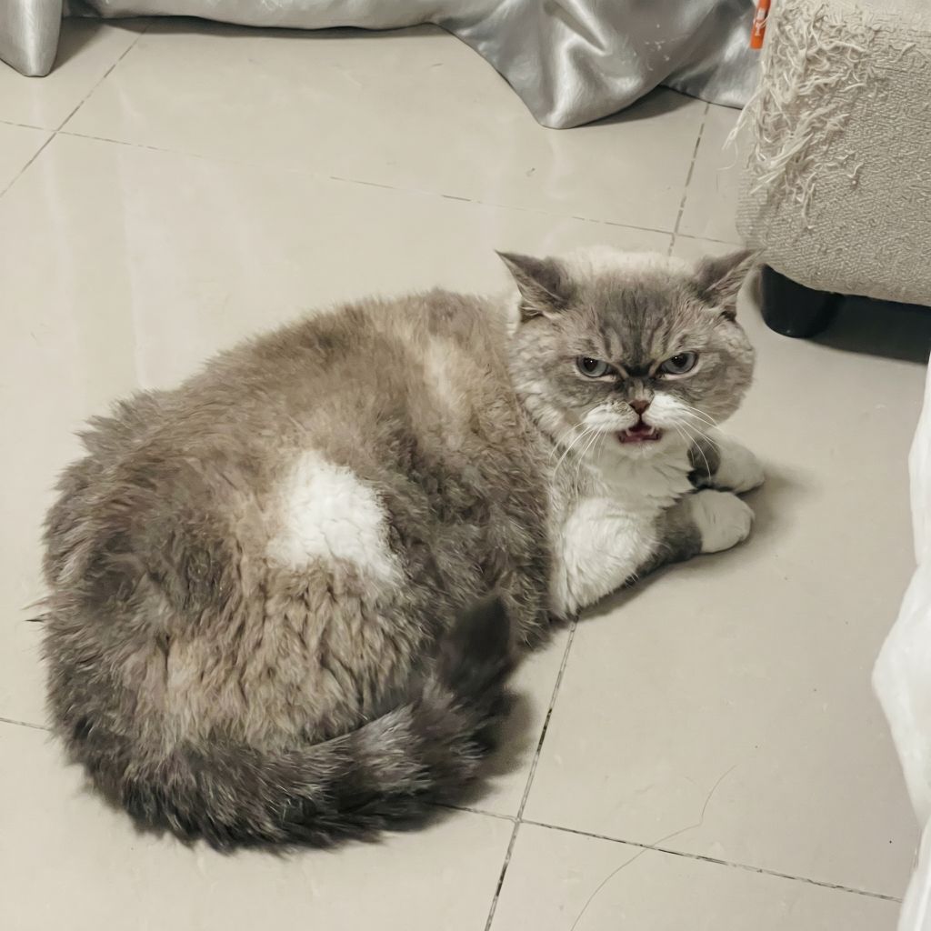 Pet mood style example